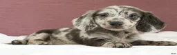 Miniature Dachshund dogs for sale: Olive 💚 - Ad 2