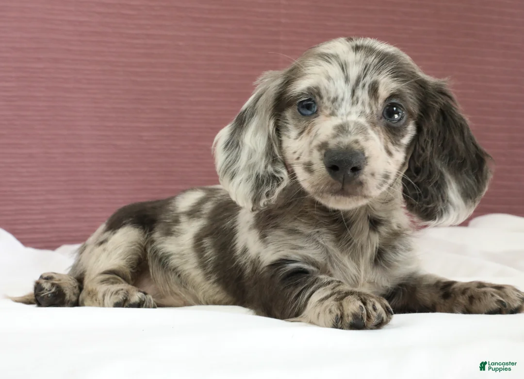 Miniature Dachshund dogs for sale: Olive 💚 - Ad 2