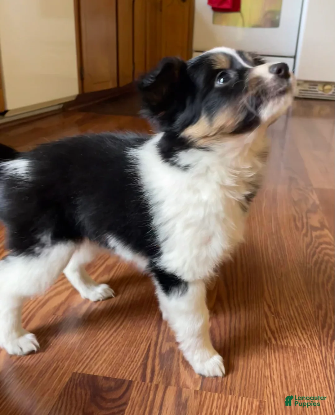 Mixed Breed dogs for sale: Renee - Ad 2