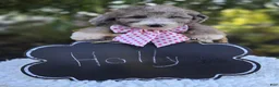 Sheepadoodle dogs for sale: Holly - Ad 3