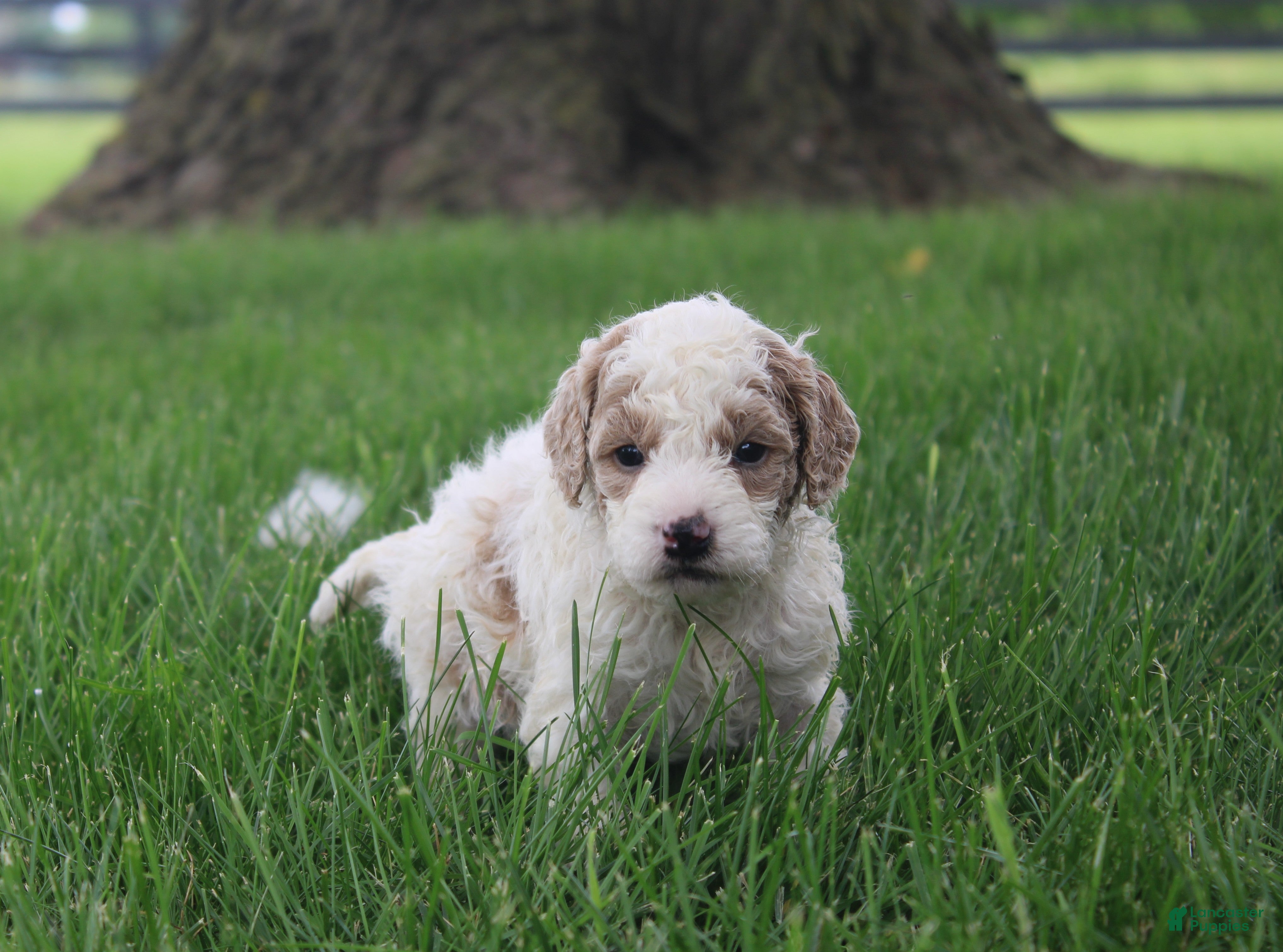 Mini Goldendoodle dogs Rose - Ad 2