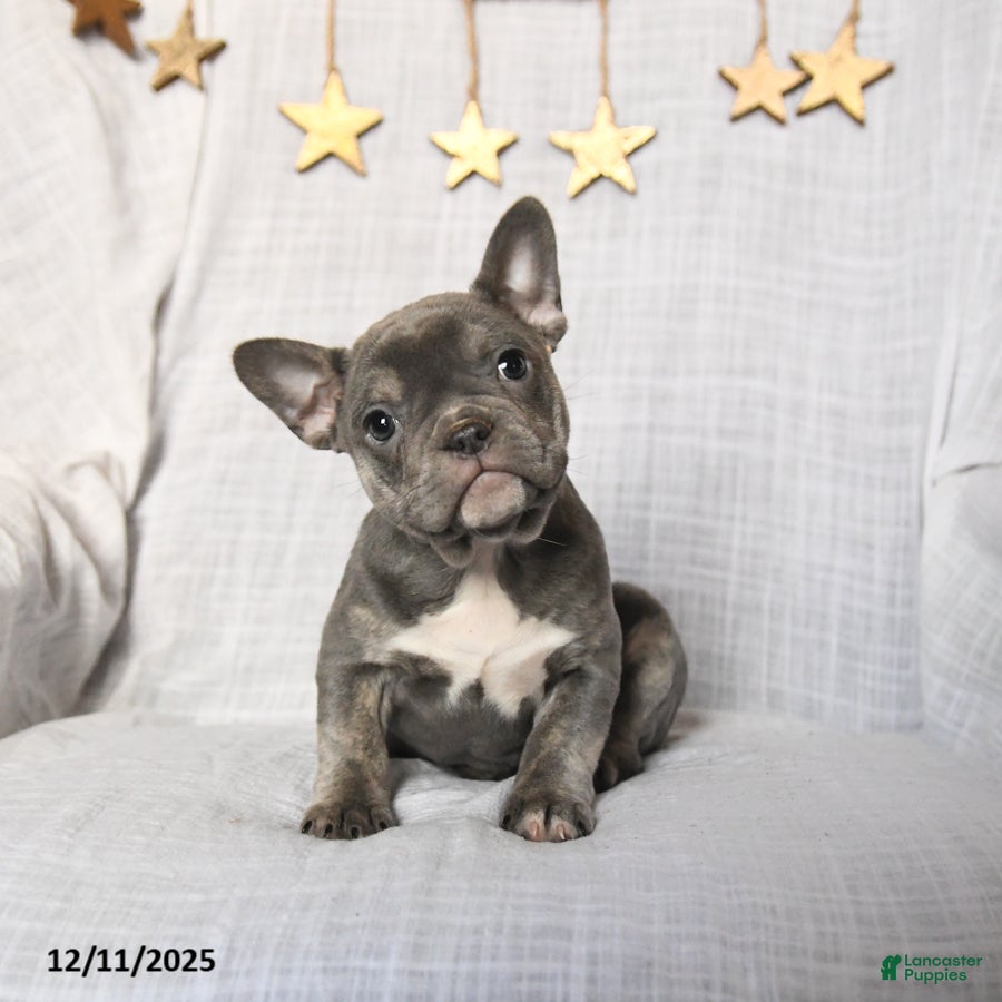 Frenchton dogs Joy - Ad 28