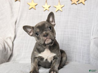Frenchton dogs Joy - Ad 14