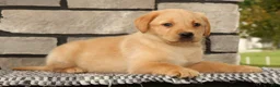 Labrador Retriever dogs for sale: Kelly - Ad 5
