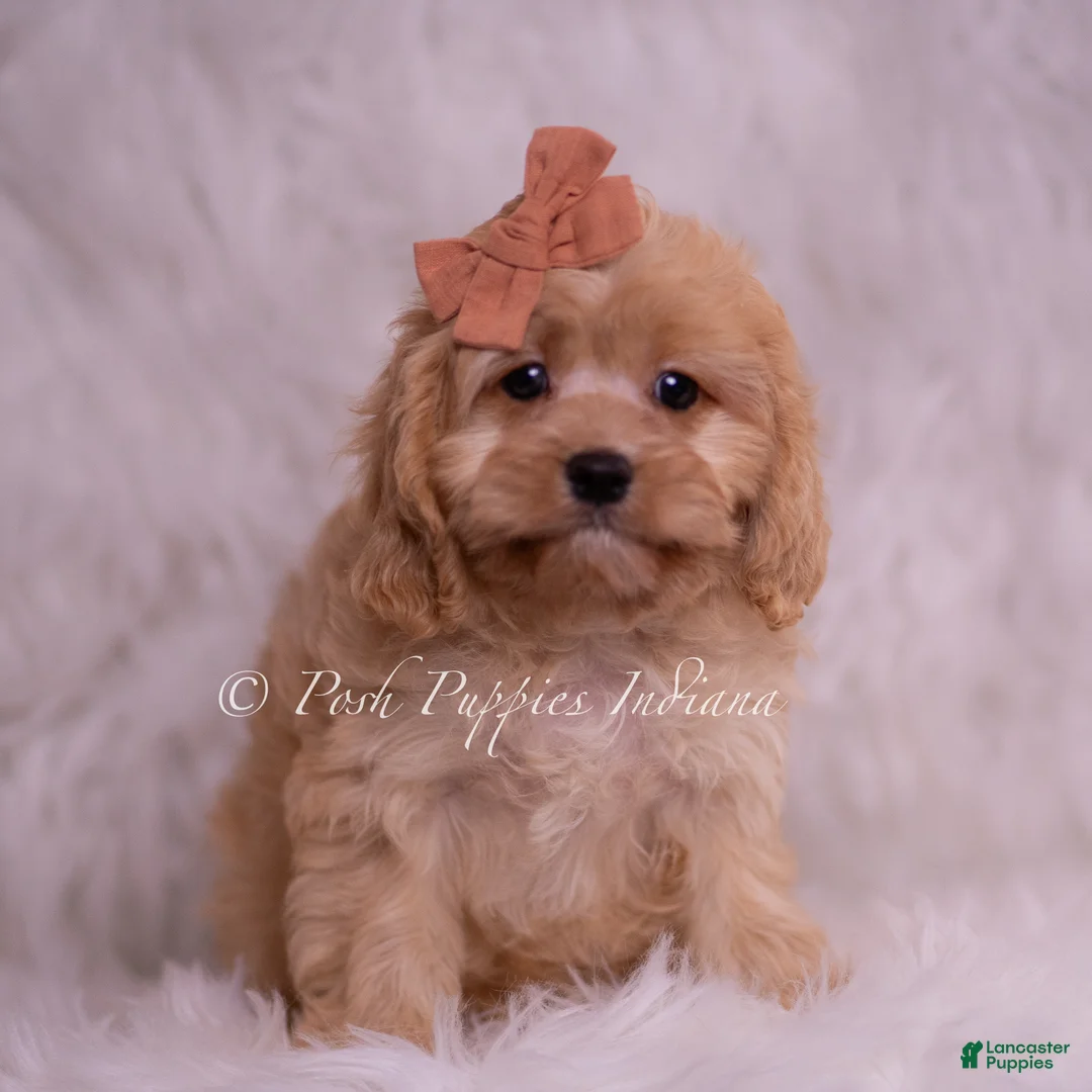 Cavapoo dogs for sale: Lexi - Ad 5