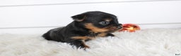 Yorkshire Terrier dogs for sale: CARTER - Ad 4