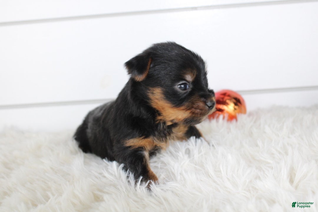 Yorkshire Terrier dogs for sale: CARTER - Ad 4