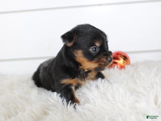 Yorkshire Terrier dogs CARTER - Ad 21