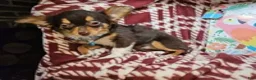 Chihuahua dogs for sale: Quinn (LH Tri Choc) - Ad 3