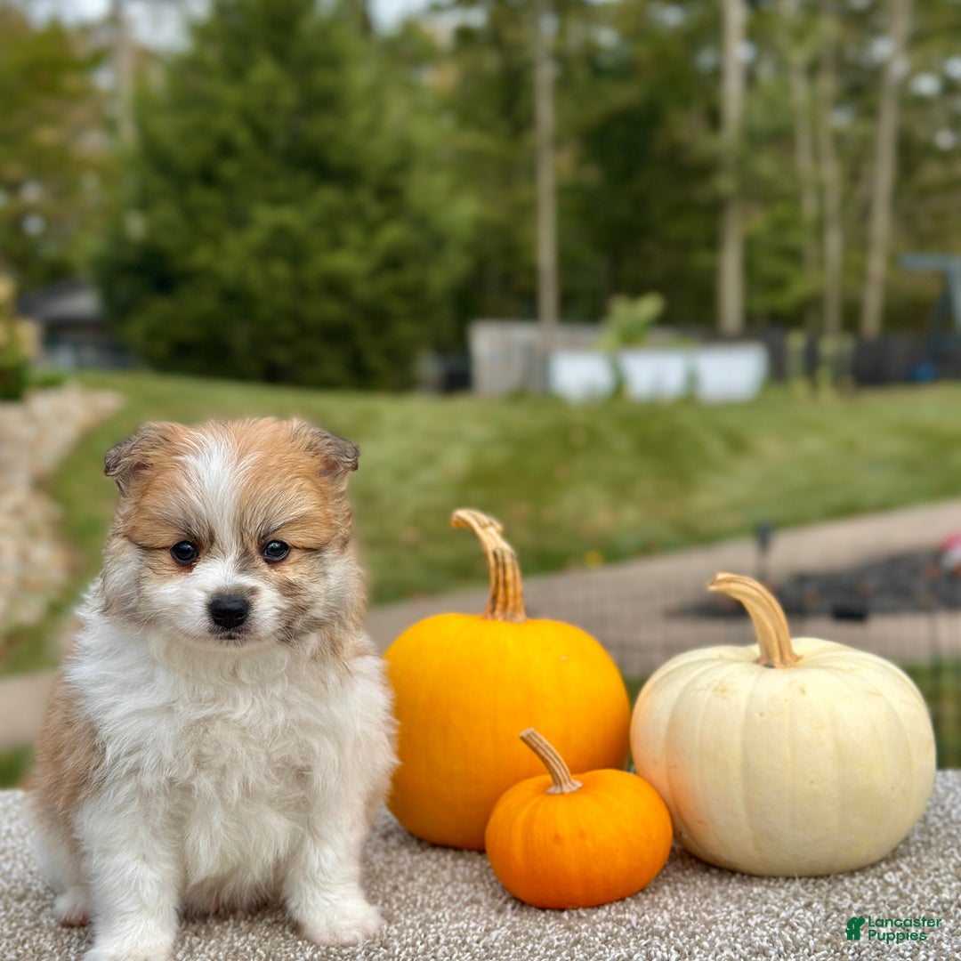 Pomeranian dogs for sale: Rocky - Ad 3