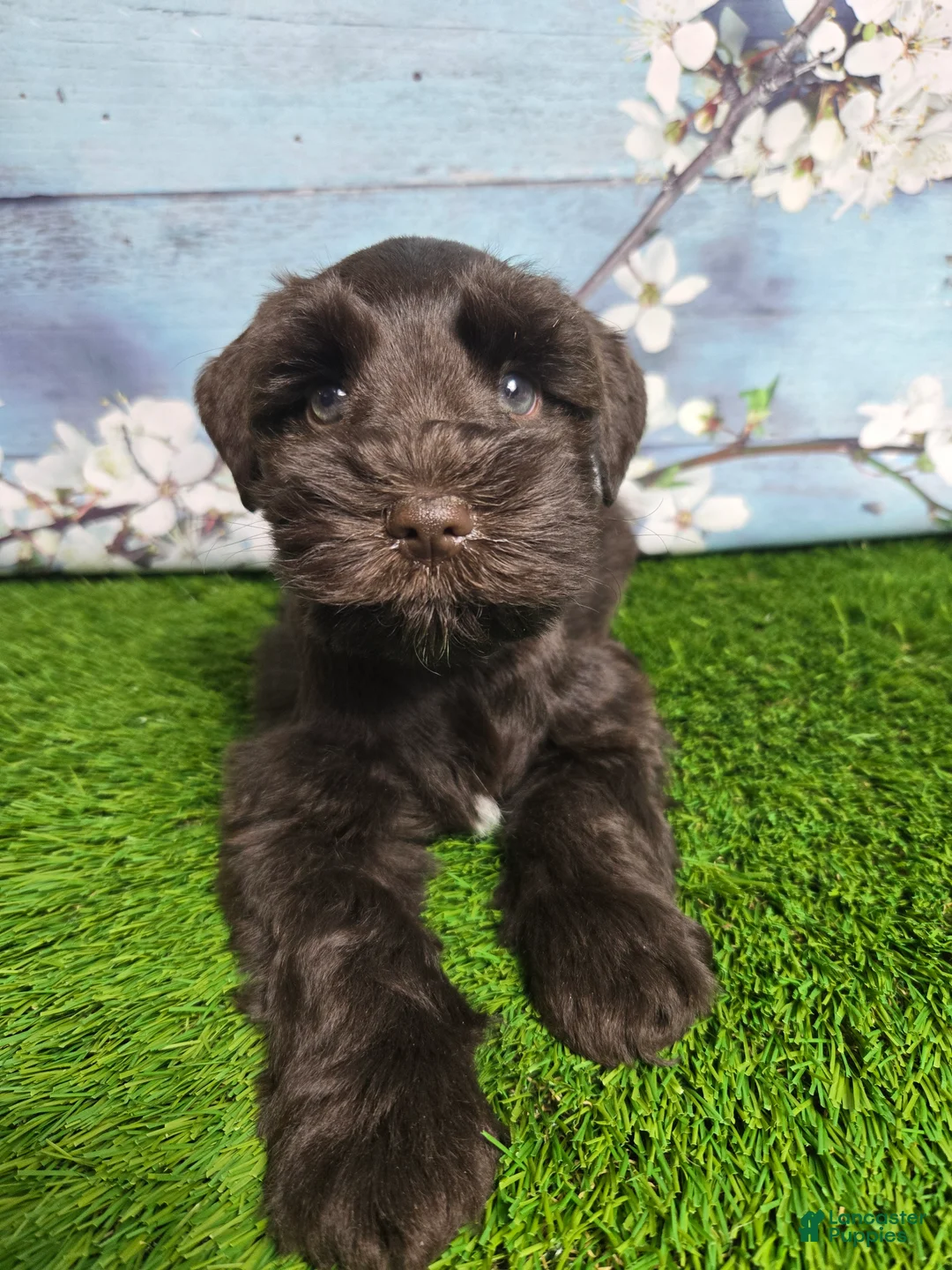 Miniature Schnauzer dogs for sale: Marlin - Ad 1