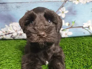 Miniature Schnauzer dogs Marlin - Ad 7