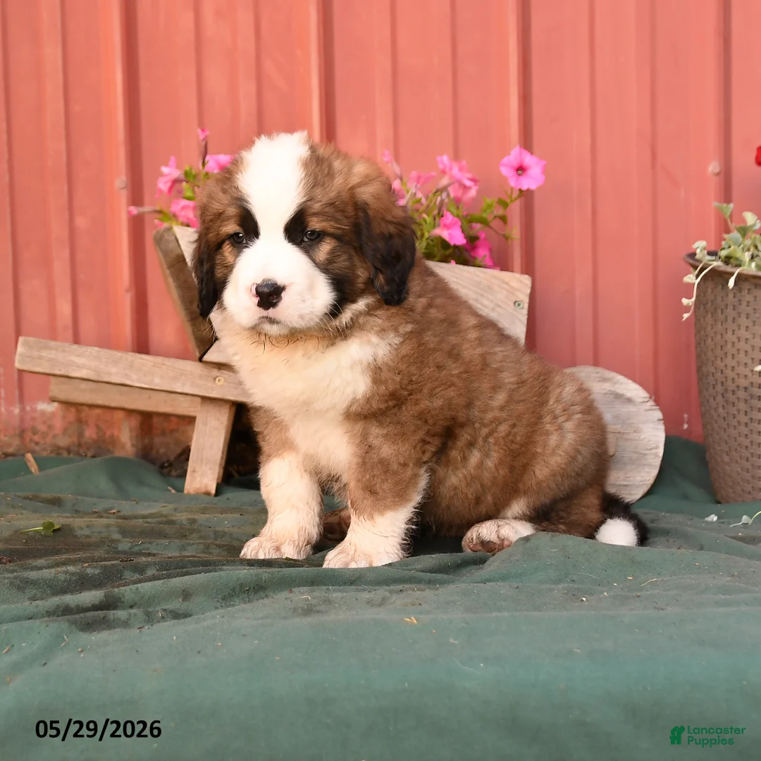 Mixed Breed dogs for sale: Kalvin - Ad 1