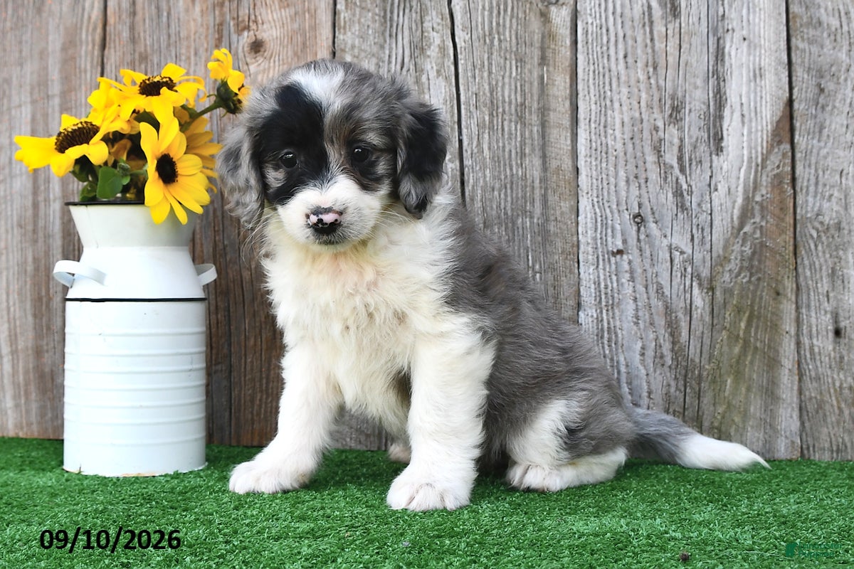 Mini Aussiedoodle dogs Jewel - Ad 1