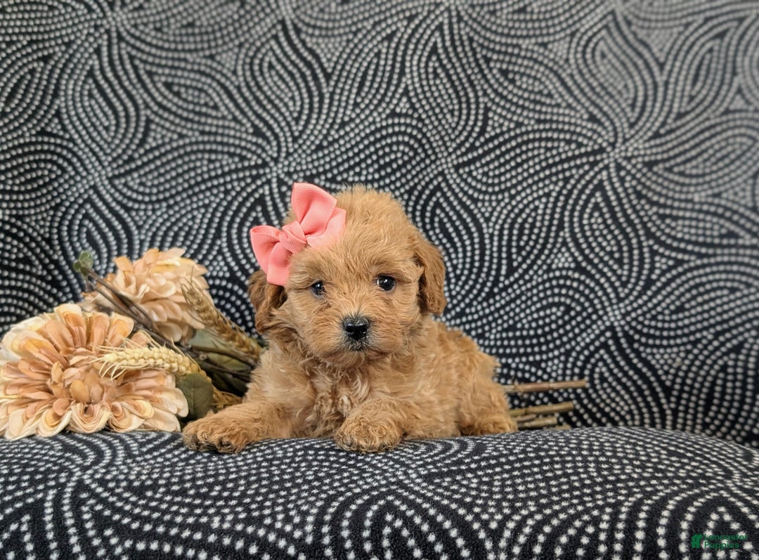 Cockapoo dogs for sale: Aurora Hypoallergenic - Ad 5