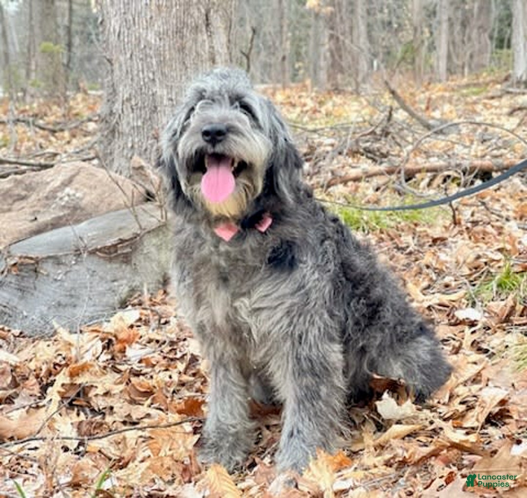 Gallery Image {{count}}