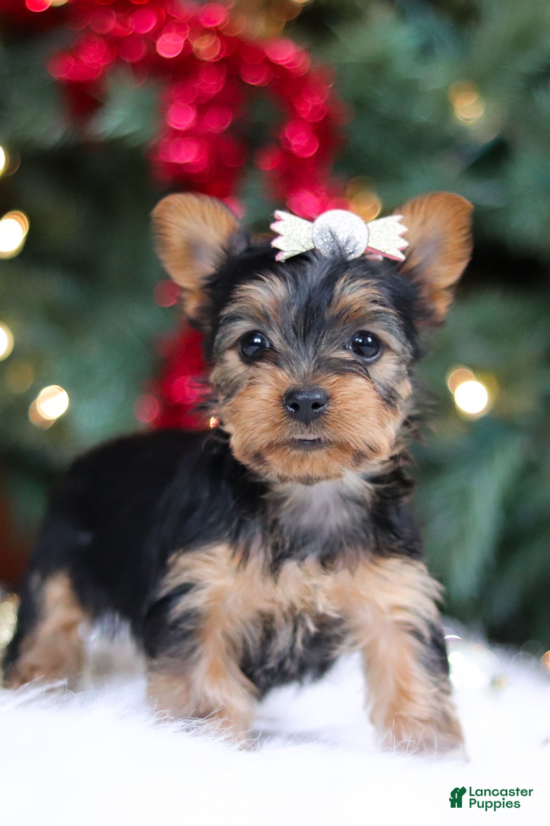 Yorkshire Terrier dogs for sale: Stella - Ad 6