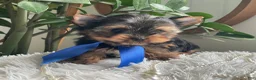 Yorkshire Terrier dogs for sale: Taco - Ad 9