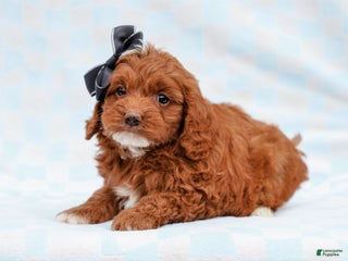 Cavapoo dogs Lucky Cavapoo Pup - Ad 25