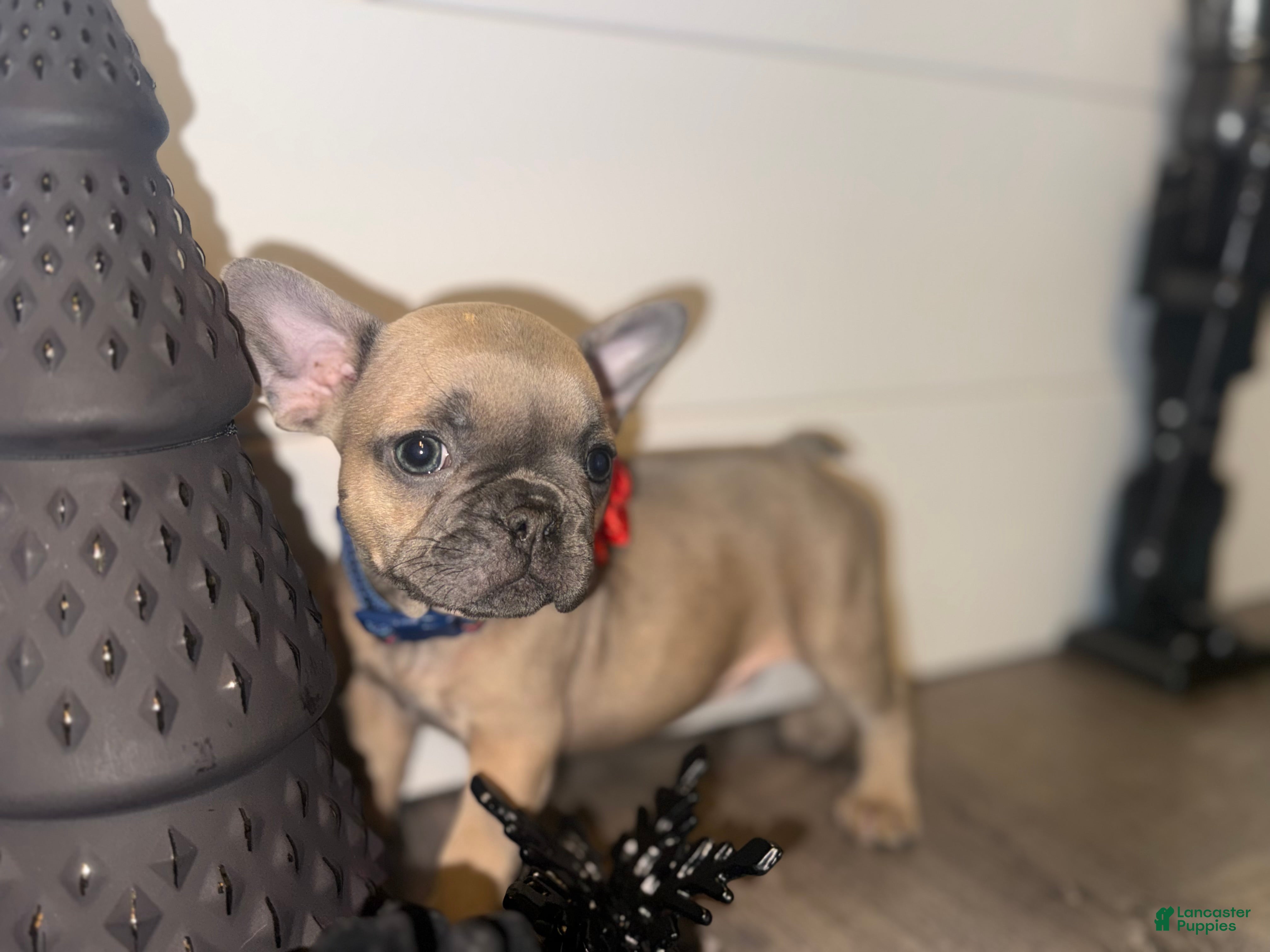 French Bulldog dogs French Bulldog Puppy 9 - Ad 9