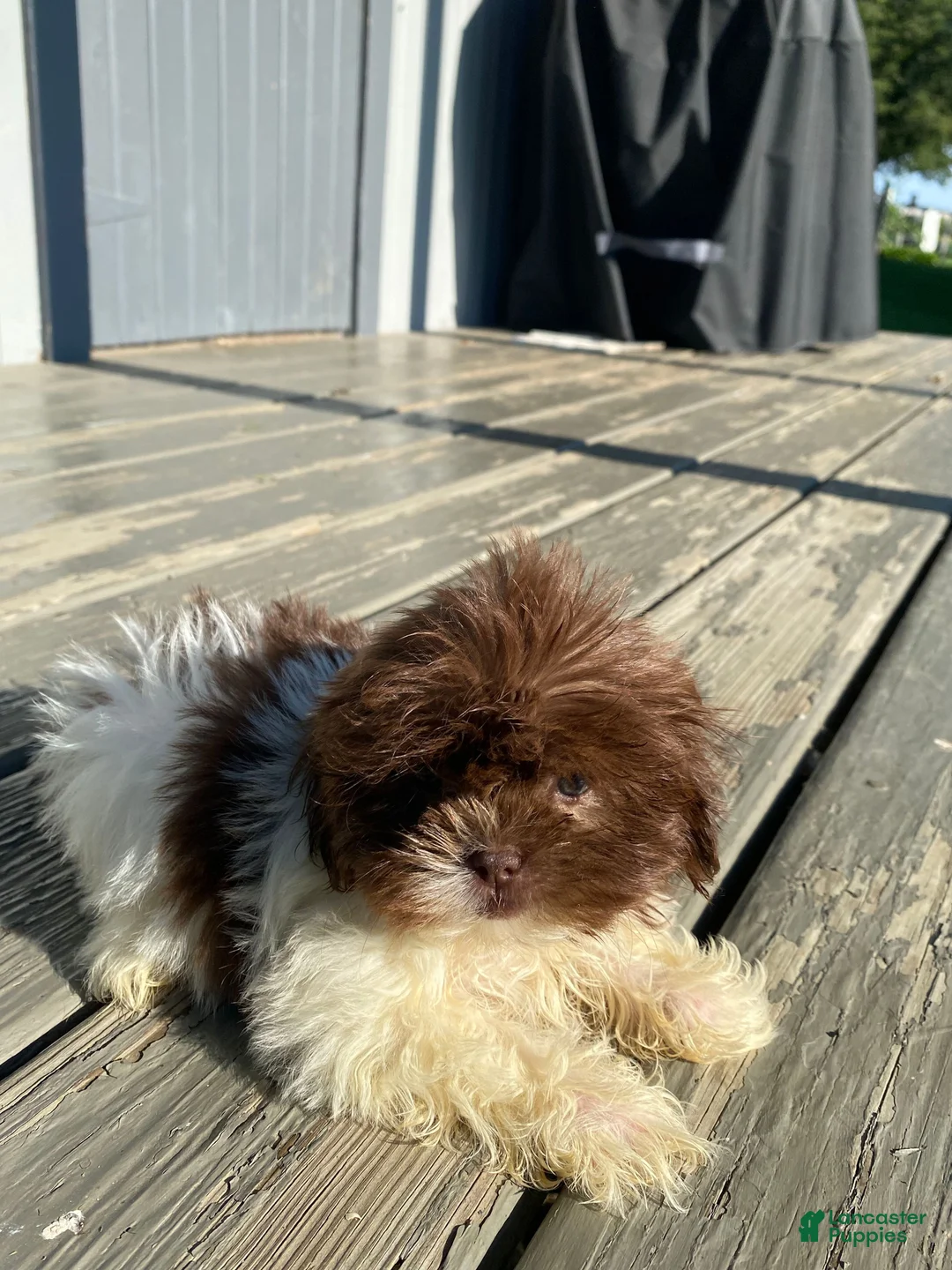Shih Tzu dogs for sale: Willow - Ad 13