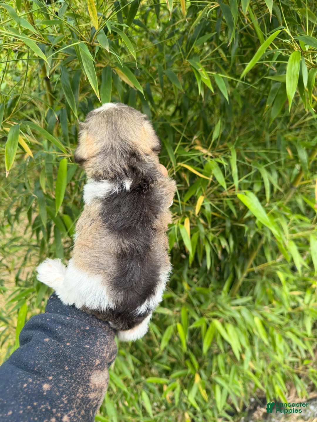 Miniature Schnauzer dogs for sale: Miniature Schnauzer Puppy 2 - Ad 4