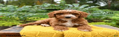 Teddy