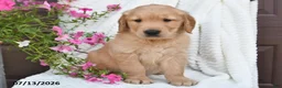 Golden Retriever dogs for sale: Champ - Ad 3