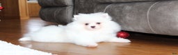 Pomeranian dogs for sale: Emerson - Ad 3