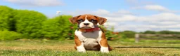 Boxer dogs for sale: Sandy - Ad 3