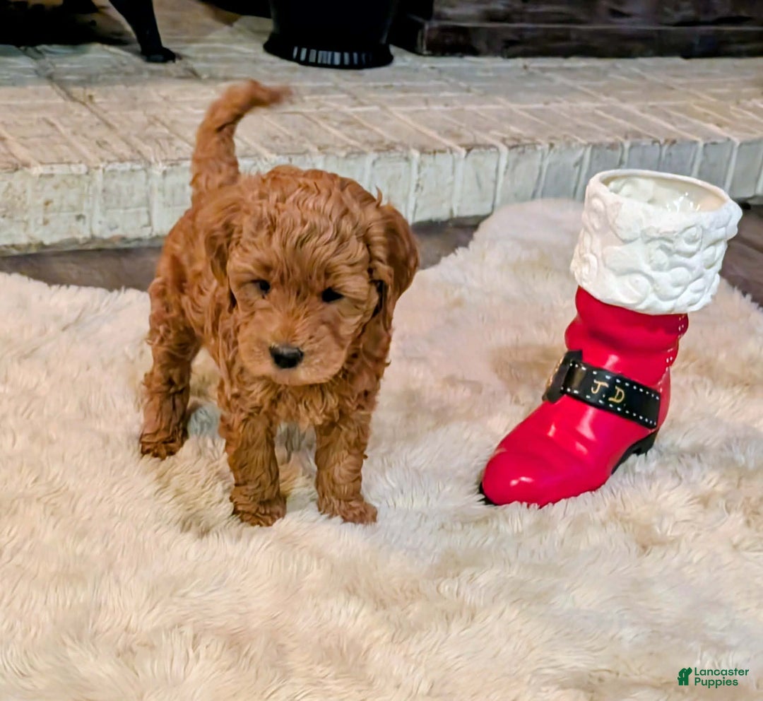 Mixed Breed dogs for sale: Milan Goldendoodle puppy - Ad 3