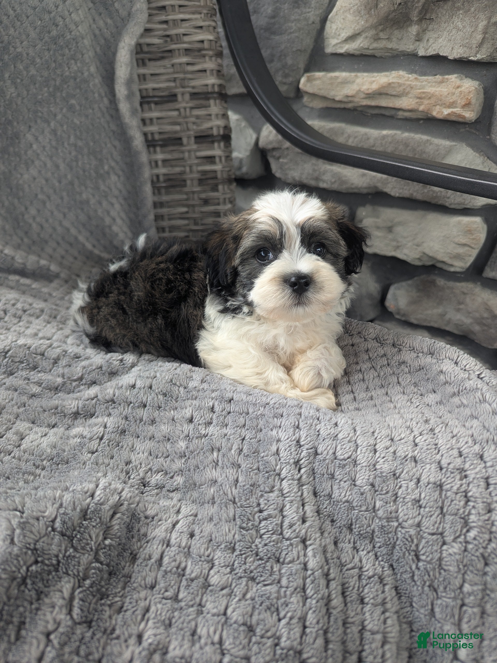 Havanese dogs Otis  - Ad 1