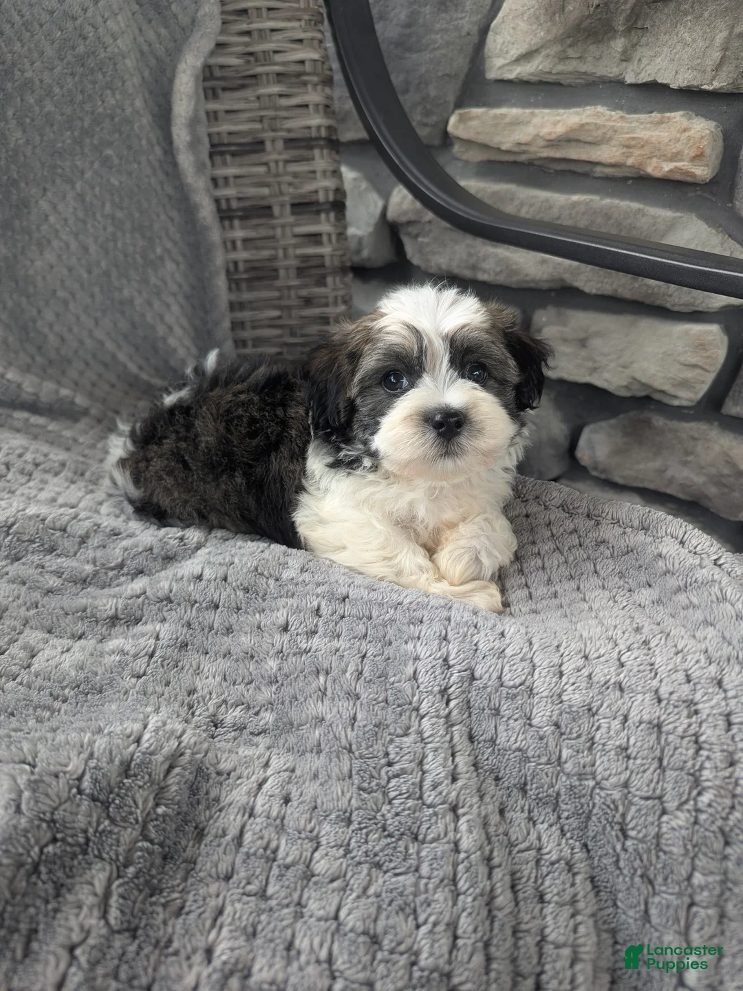 Havanese dogs for sale: Otis  - Ad 1