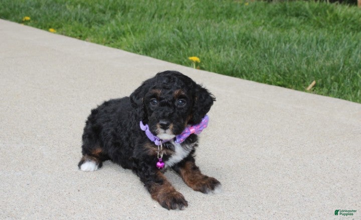 Miniature Poodle dogs Amber  - Ad 2