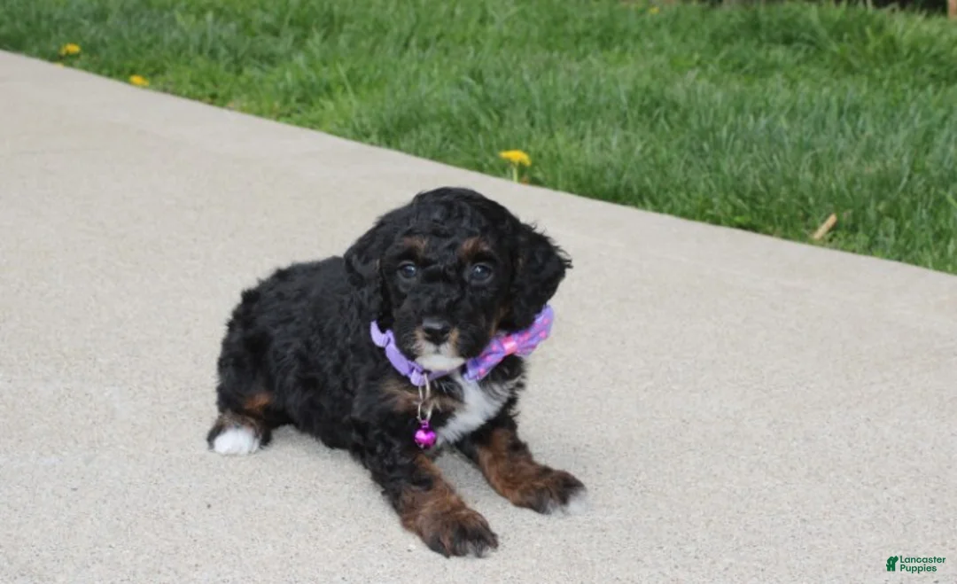 Miniature Poodle dogs for sale: Amber  - Ad 2