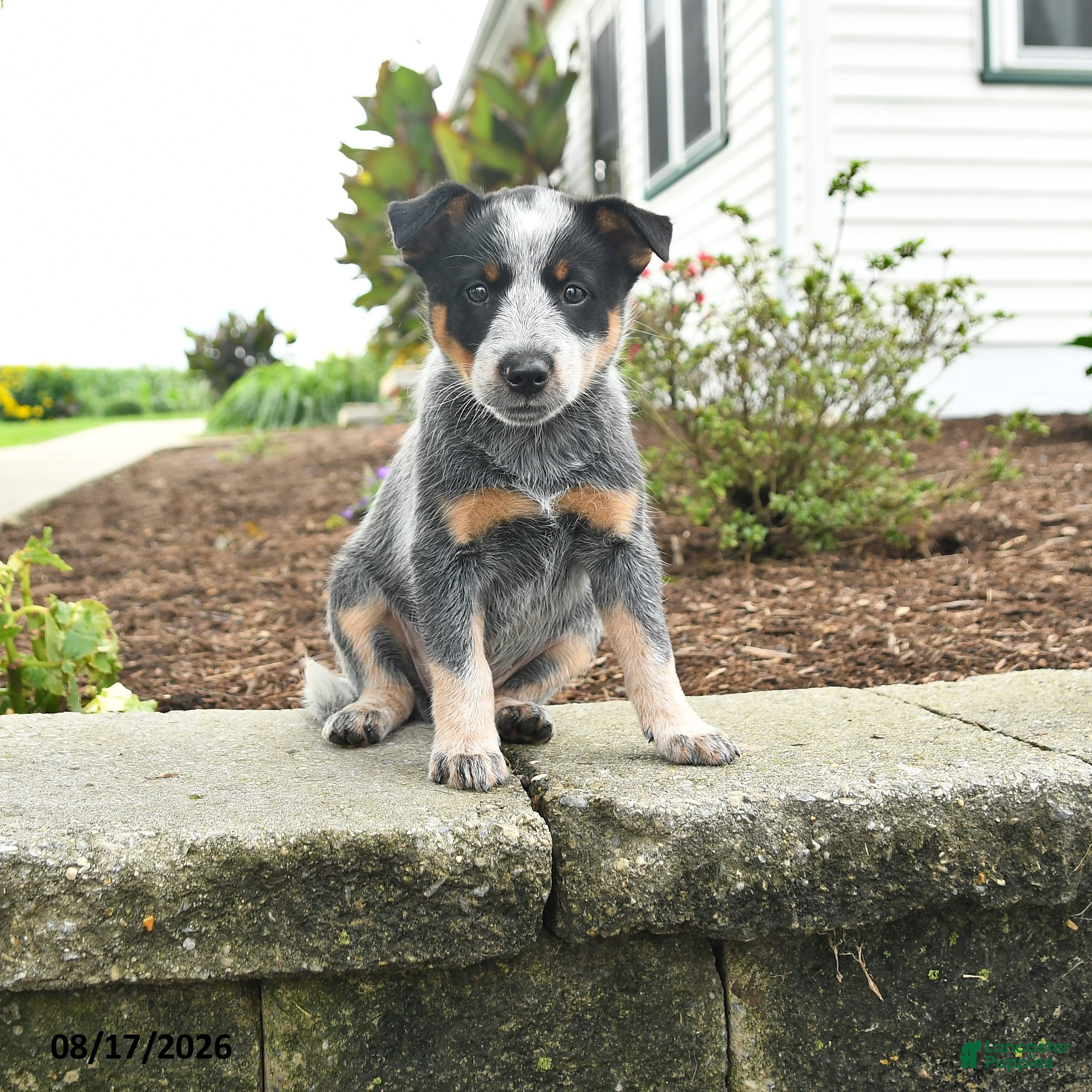 Australian Cattle Dog dogs Fay - Ad 1