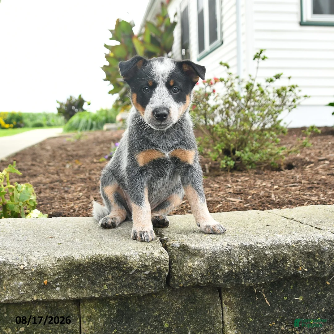 Australian Cattle Dog dogs for sale: Fay - Ad 1