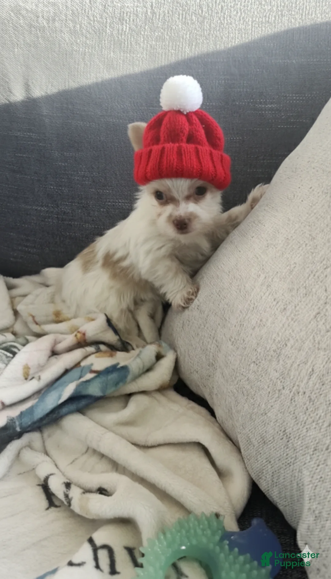 Yorkshire Terrier dogs for sale: AKC Mochi - Ad 1