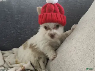 Yorkshire Terrier dogs AKC Mochi - Ad 35