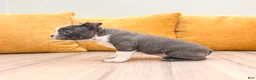 Boston Terrier dogs for sale: Bruse - Ad 5