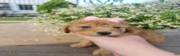 Toy Poodle dogs for sale: Goldie - Potty and Crate Trained - Ad 1