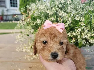 Toy Poodle dogs Goldie - Potty and Crate Trained - Ad 6