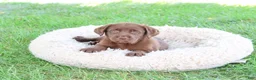 Labrador Retriever dogs for sale: Mirabel - Ad 2