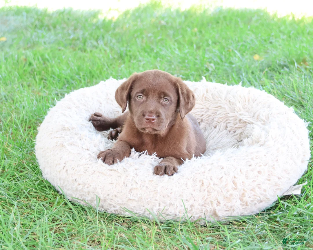 Labrador Retriever dogs for sale: Mirabel - Ad 2