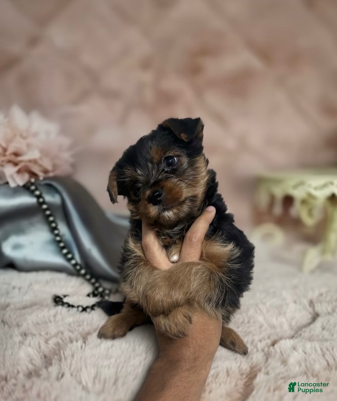 Yorkshire Terrier dogs for sale: Yorkshire Terrier Puppy 1 - Ad 4