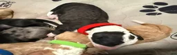 Bernedoodle dogs for sale: Bones - Ad 3