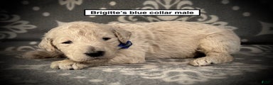 AKC Brigitte's Blue Collar Male