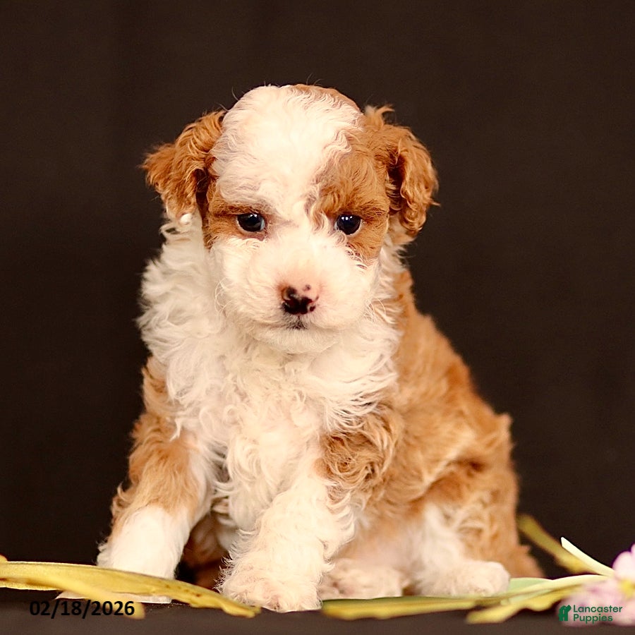 Miniature Poodle dogs Joey - Ad 1