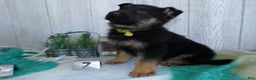German Shepherd dogs for sale: German Shepherd Puppy 7 Gunner - Ad 4