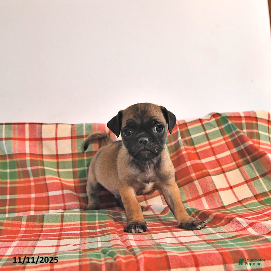 Jug dogs for sale: Marshal - Ad 2